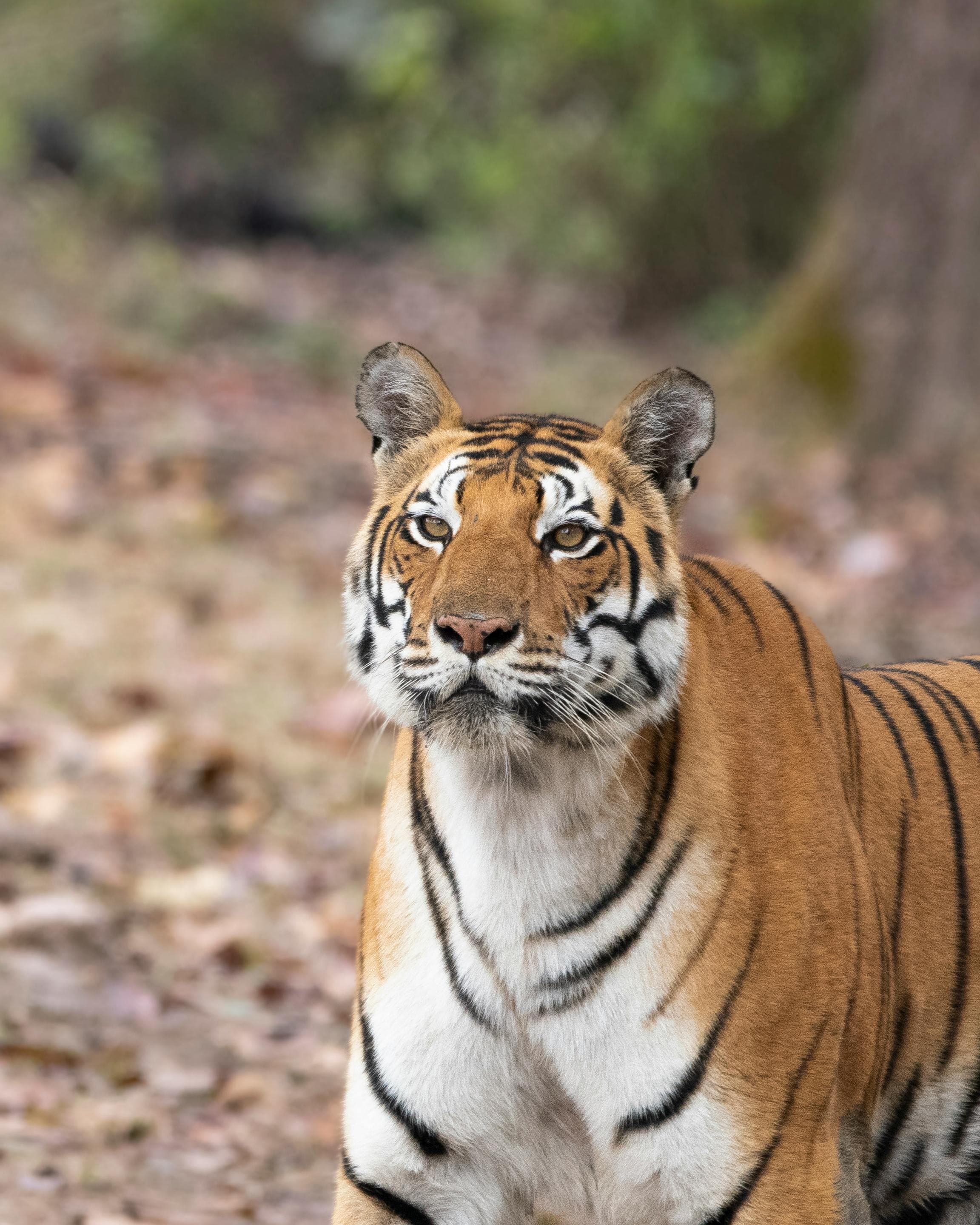 Jim Corbett National Park – Into the Wild Heart of India