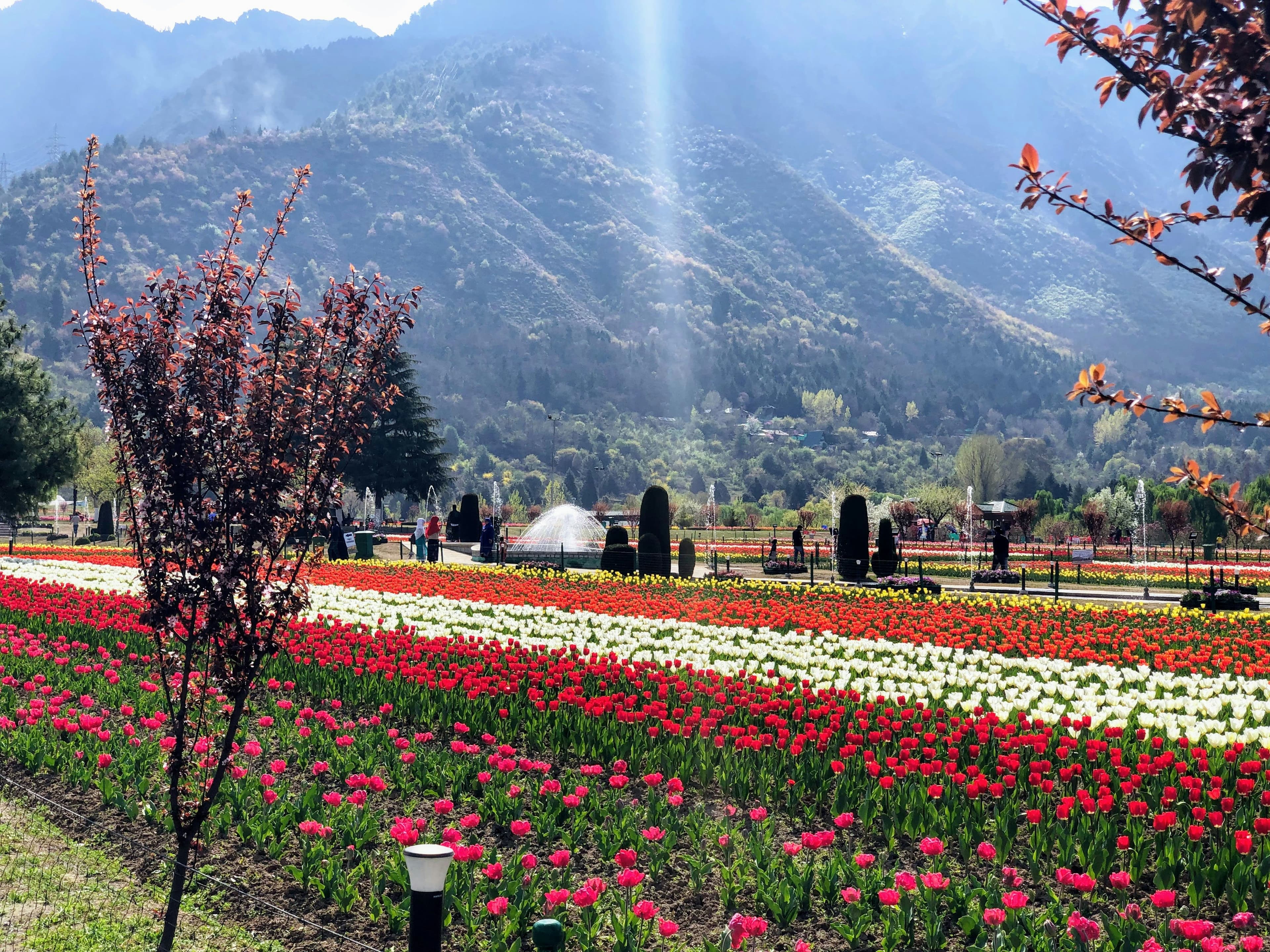 Kashmir Tulip Blossom Tour