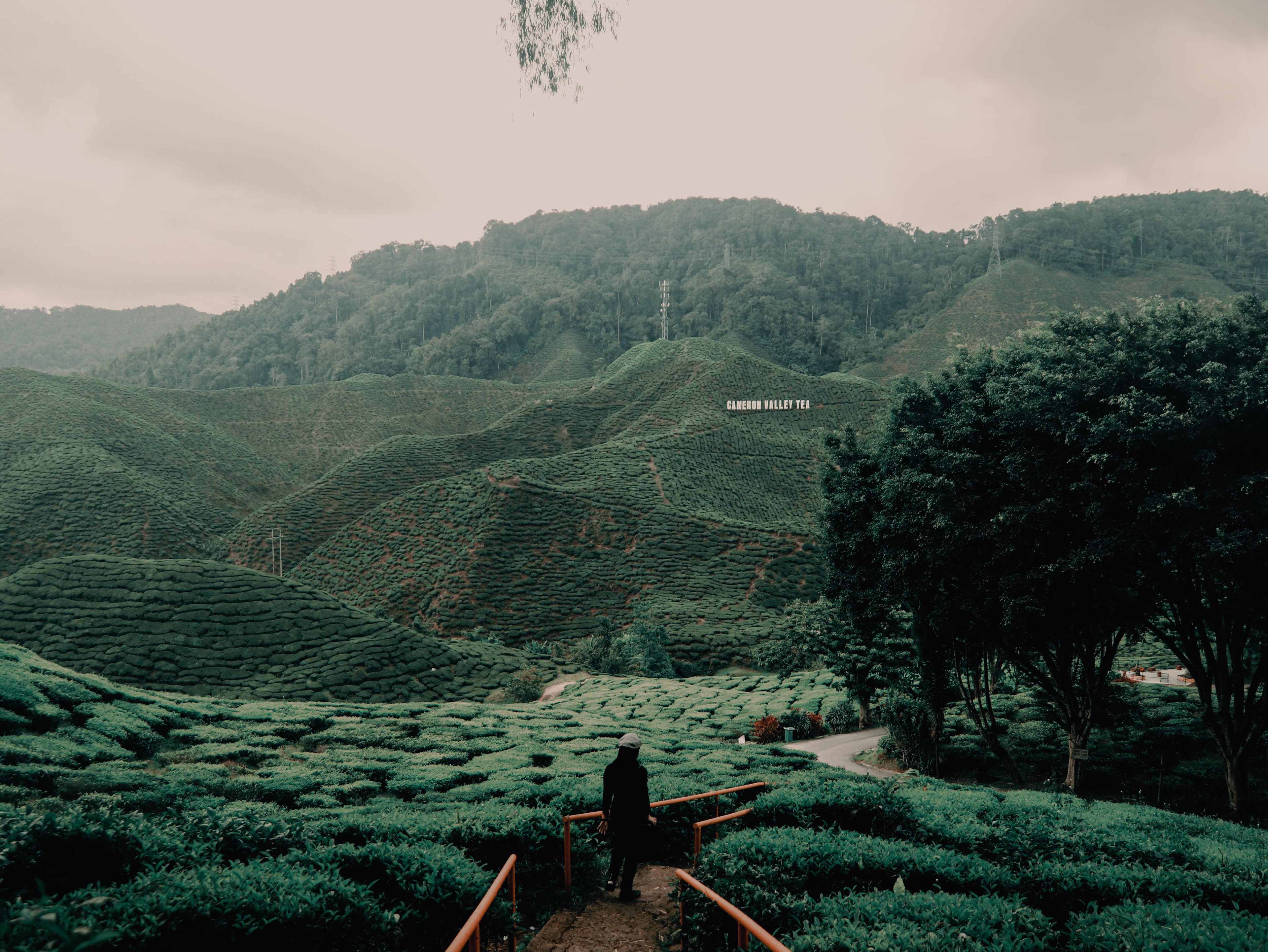 Cameron Highlands – Malaysia’s Scenic Hill Retreat